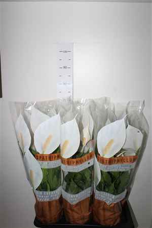 Горшечные цветы и растения оптом Spath Sweet Chico 17cm Pot от 6шт из Голландии с доставкой по России