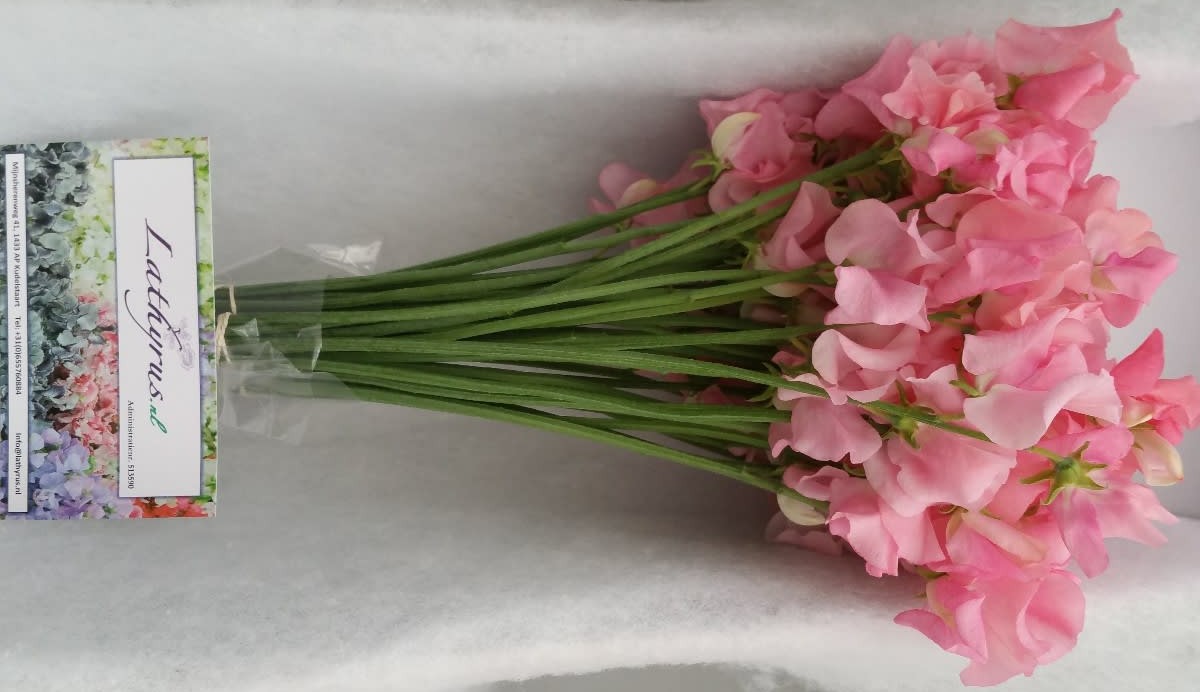 Срезанные цветы оптом Lathyrus winter sunshine pink от 100шт. из Голландии с доставкой по России