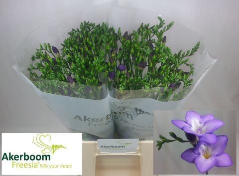 Срезанные цветы оптом Freesia si castor от 100шт из Голландии с доставкой по России Срезанные цветы оптом Freesia si castor от 100шт из Голландии с доставкой по России