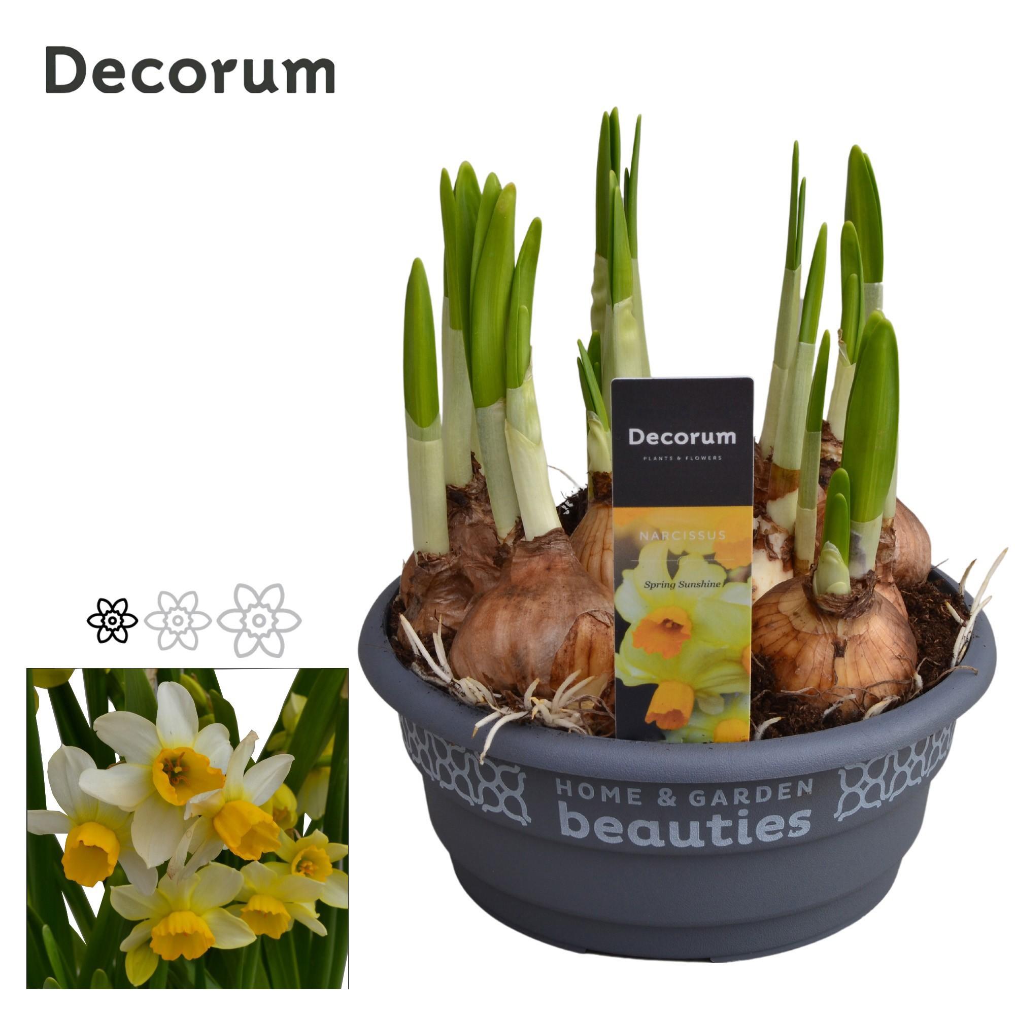 Горшечные цветы и растения оптом Narcissus Spring Sunshine Bowl (decorum) от 7шт из Голландии с доставкой по России