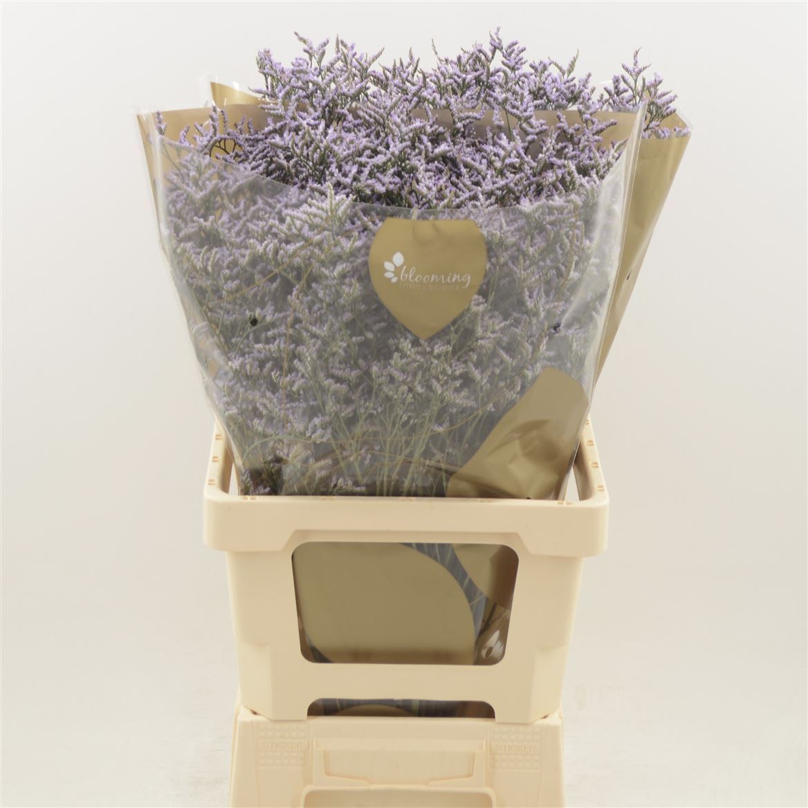 Срезанные цветы оптом Limonium safora lilac от 500шт из Голландии с доставкой по России
