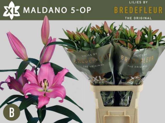 Срезанные цветы оптом Lilium or maldano от 30шт из Голландии с доставкой по России