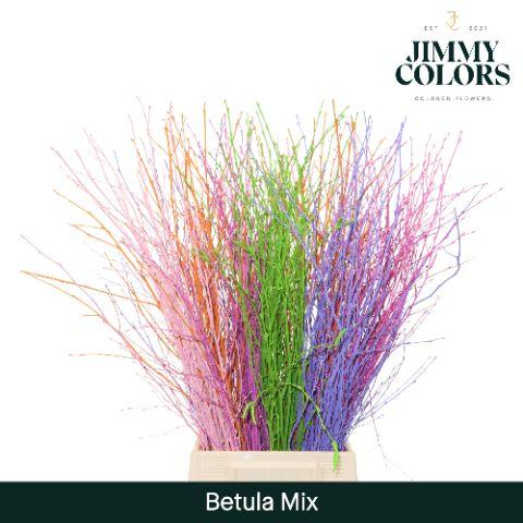 Срезанные цветы оптом Betula paint mix от 10шт из Голландии с доставкой по России