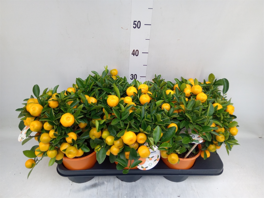 Горшечные цветы и растения оптом Citrofortunella Mic. от 6шт (для телеги) из Голландии с доставкой по России