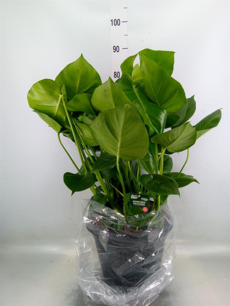 Горшечные цветы и растения оптом Monstera Delic. от 1шт из Голландии с доставкой по России