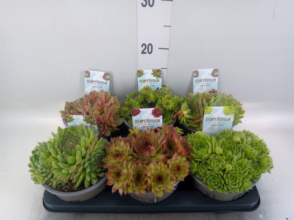Горшечные цветы и растения оптом Sempervivum   ...mix от 6шт из Голландии с доставкой по России