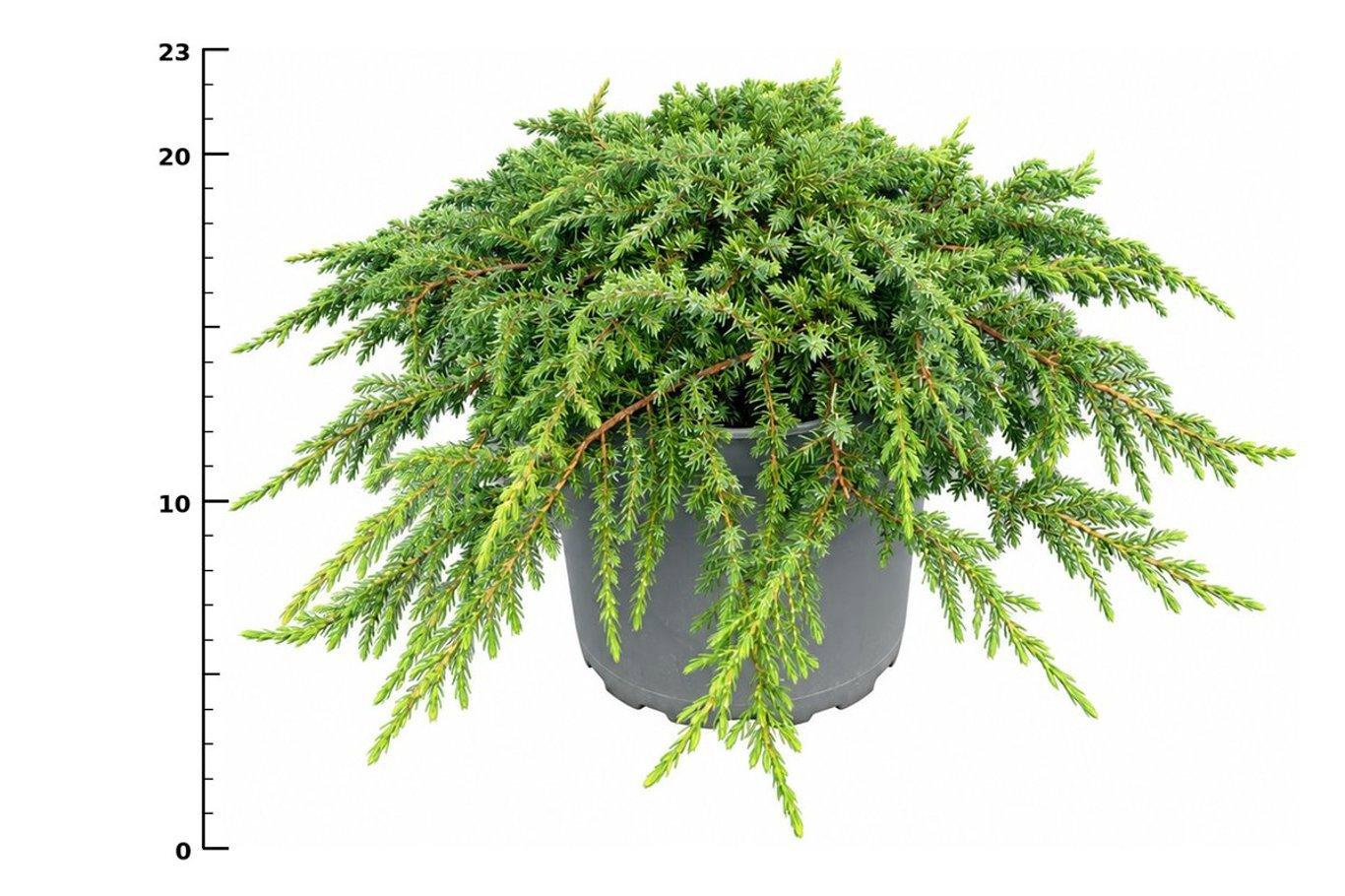 Горшечные цветы и растения оптом Juniperus Comm Green Carpet от 1шт из Голландии с доставкой по России