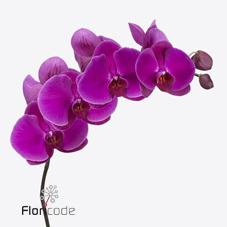 Срезанные цветы оптом Phalaenopsis beau monde (per stem) от 18шт из Голландии с доставкой по России
