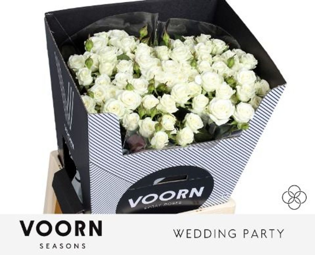 Срезанные цветы оптом Rosa spray wedding party от 30шт из Голландии с доставкой по России