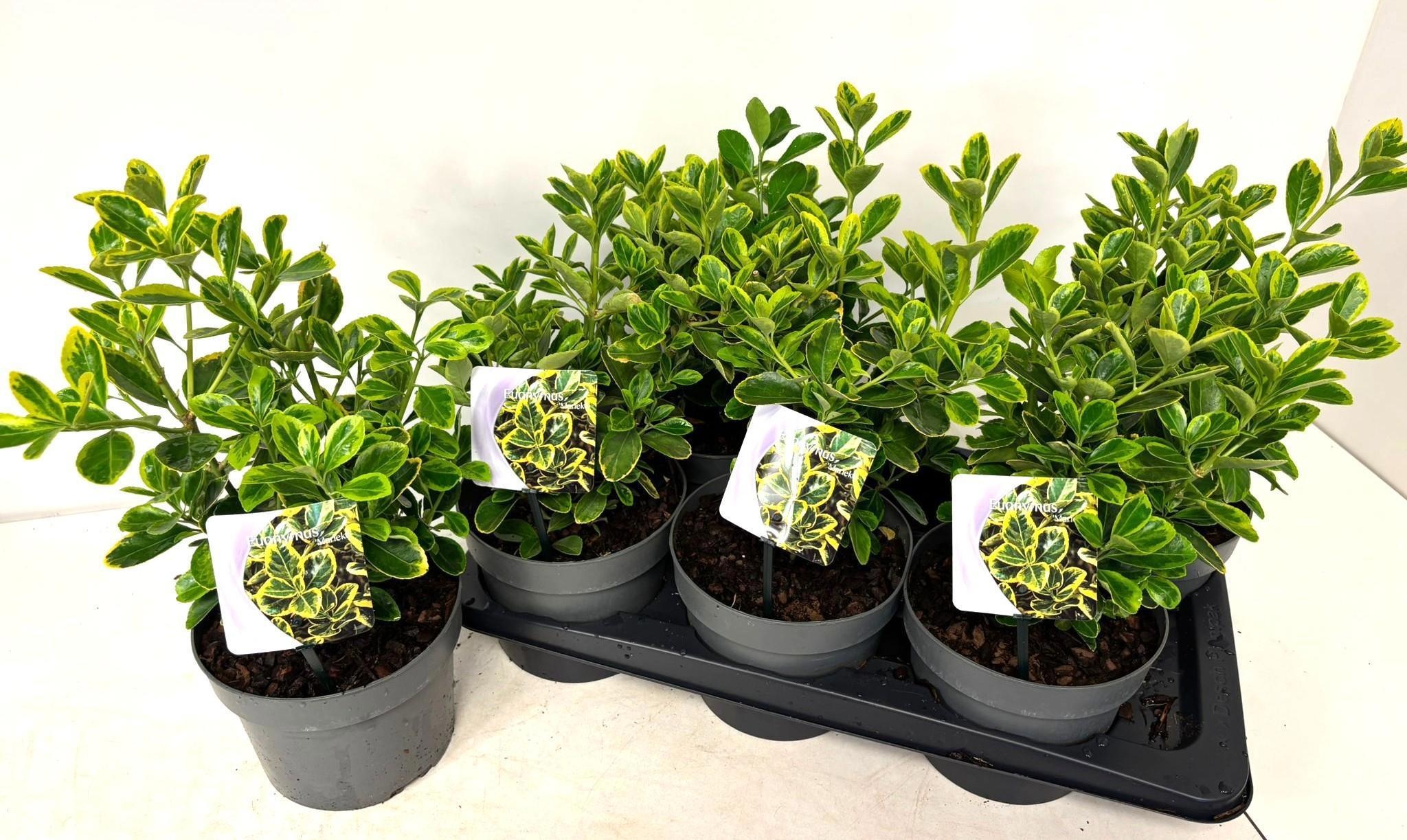 Горшечные цветы и растения оптом Euonymus Ja Marieke от 6шт из Голландии с доставкой по России