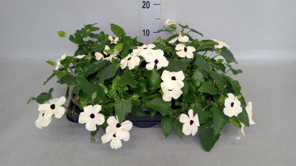 Горшечные цветы и растения оптом Thunbergia Alata от 6шт из Голландии с доставкой по России