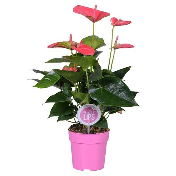 Горшечные цветы и растения оптом Anth An Sweet Dream 4+ (morelips) от 10шт из Голландии с доставкой по России