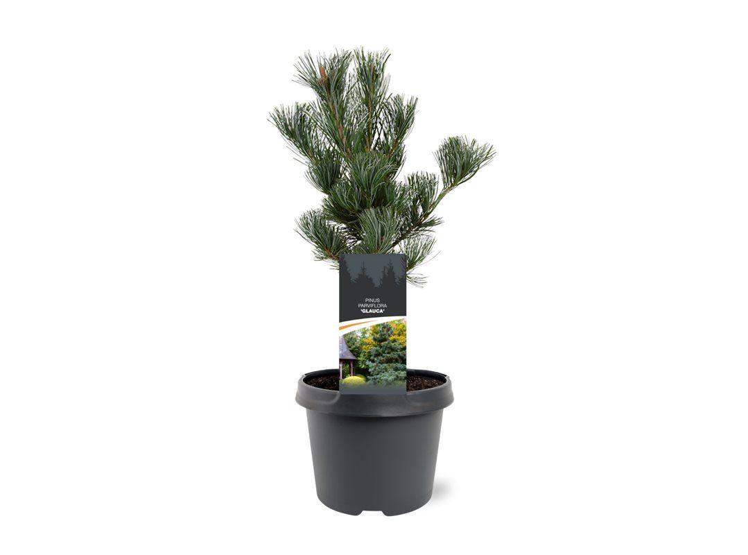 Горшечные цветы и растения оптом Pinus Parviflora Glauca от 5шт из Голландии с доставкой по России