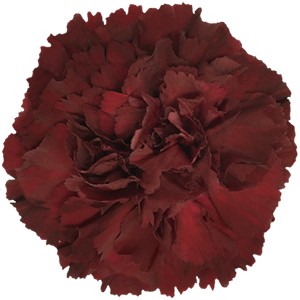 Срезанные цветы оптом Dianthus st zurigo от 80шт из Голландии с доставкой по России