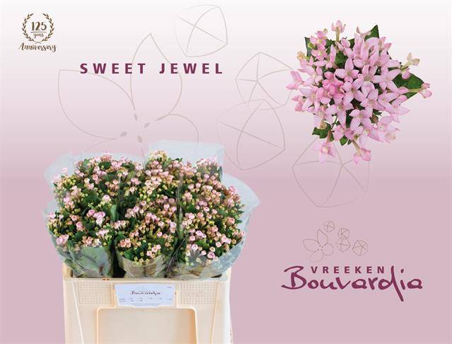 Срезанные цветы оптом Bouvardia si sweet jewel от 60шт из Голландии с доставкой по России