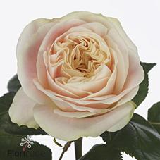 Срезанные цветы оптом Rosa garden priscilla! от 20шт из Голландии с доставкой по России