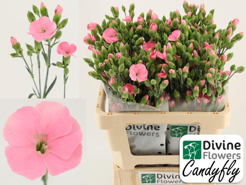 Срезанные цветы оптом Dianthus sp solandis candyfly от 60шт из Голландии с доставкой по России