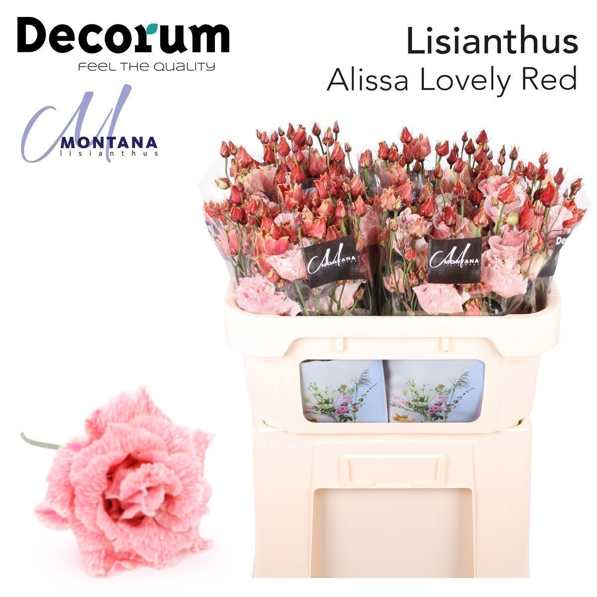 Срезанные цветы оптом Lisianthus do paint lovely red от 140шт из Голландии с доставкой по России