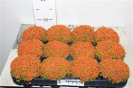 Горшечные цветы и растения оптом Nert Gr Astrid Orange ++++ от 12шт из Голландии с доставкой по России