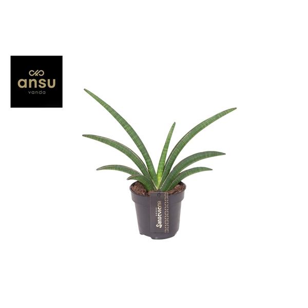 Горшечные цветы и растения оптом Sansevieria Tiara Grand Gazelle от 10шт из Голландии с доставкой по России