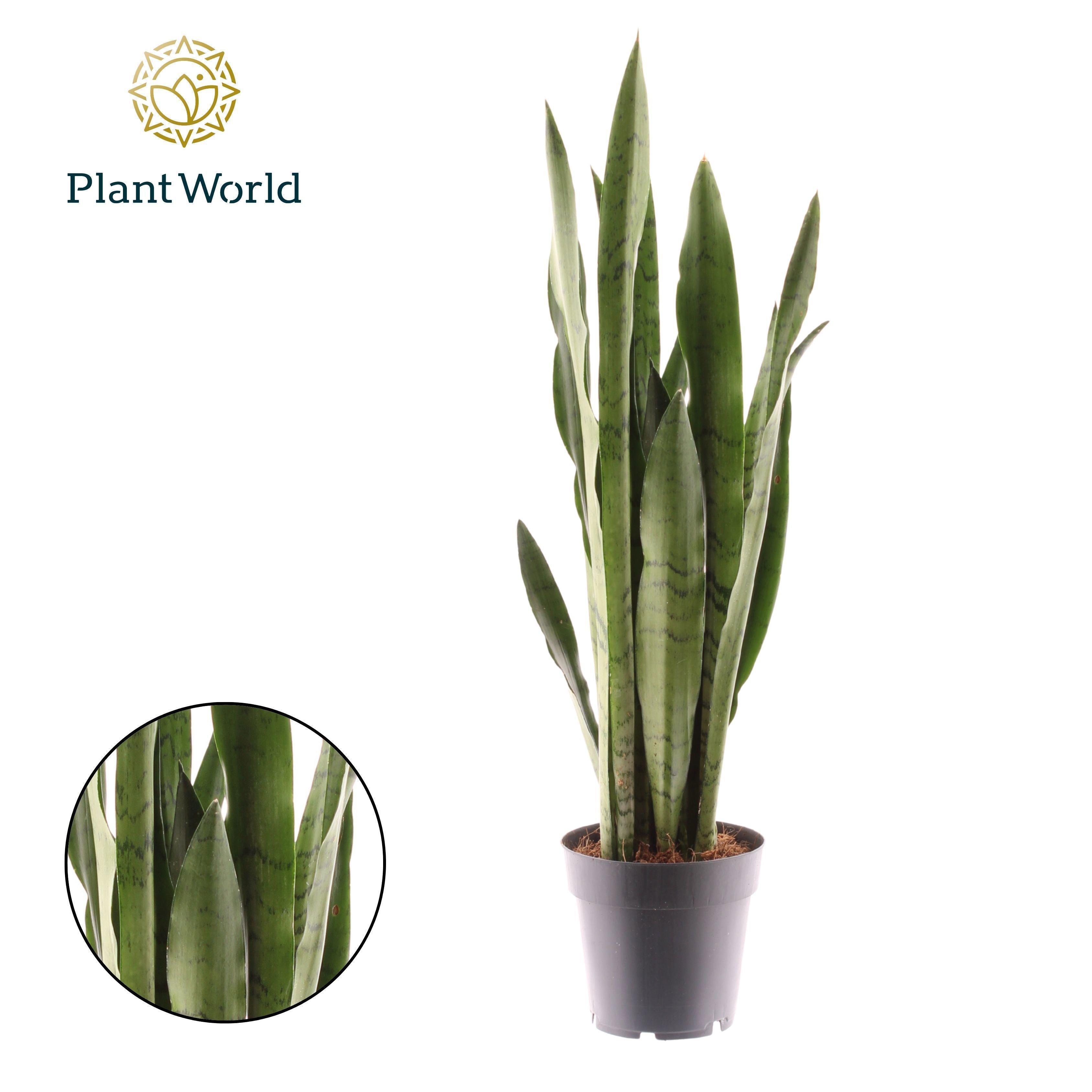 Горшечные цветы и растения оптом Sansevieria Spearmint от 7шт из Голландии с доставкой по России