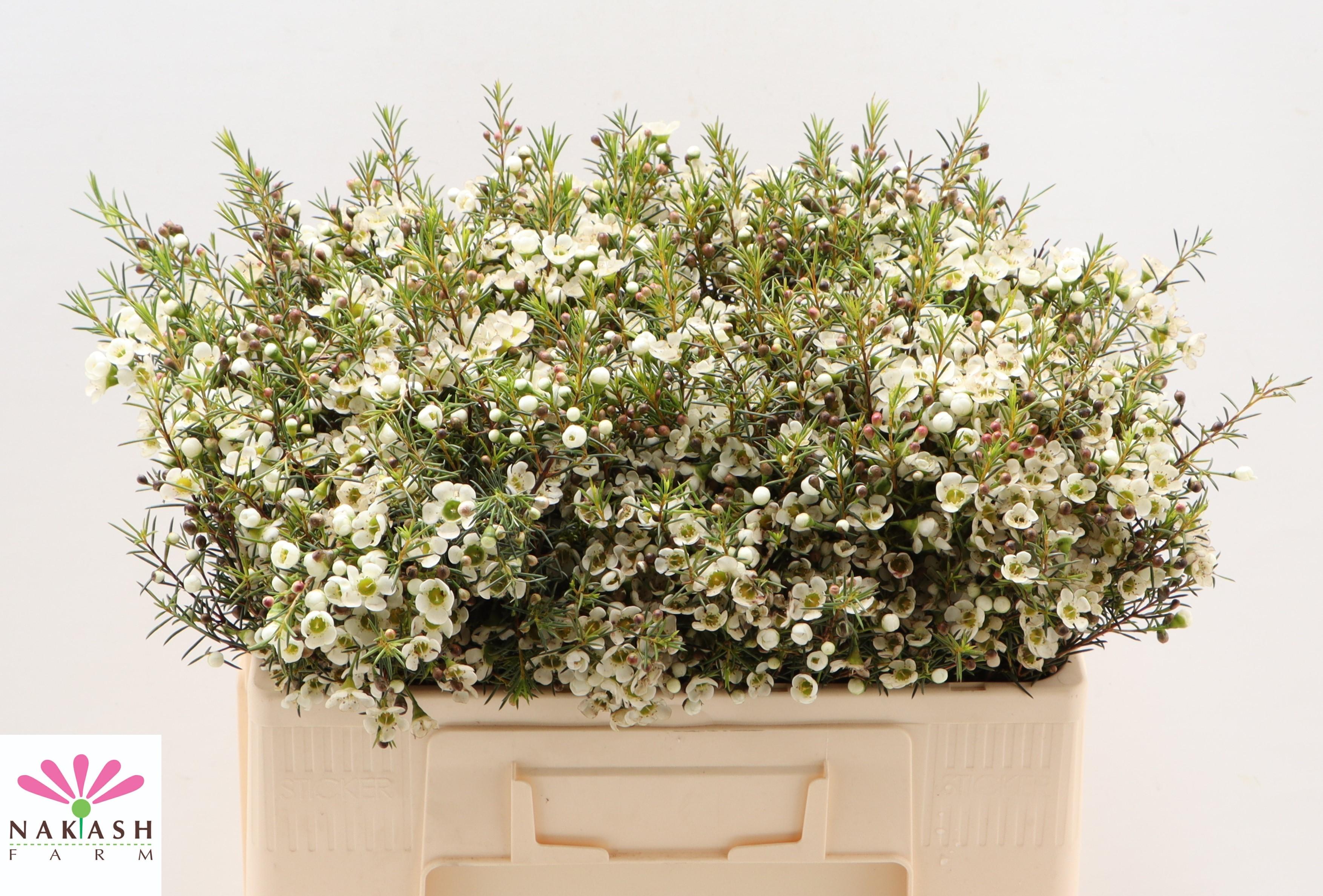 Срезанные цветы оптом Chamelaucium ivory pearl от 125шт из Голландии с доставкой по России