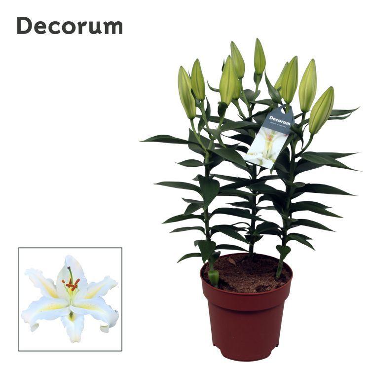 Горшечные цветы и растения оптом Lilium Or Starlight White 3pp от 6шт из Голландии с доставкой по России