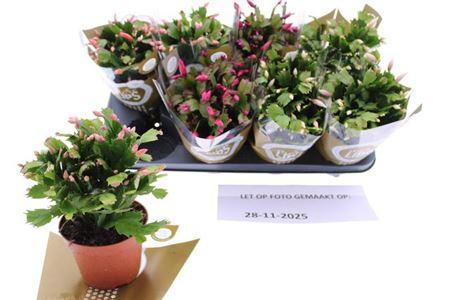 Горшечные цветы и растения оптом Schlumb Ov 55+ от 8шт из Голландии с доставкой по России