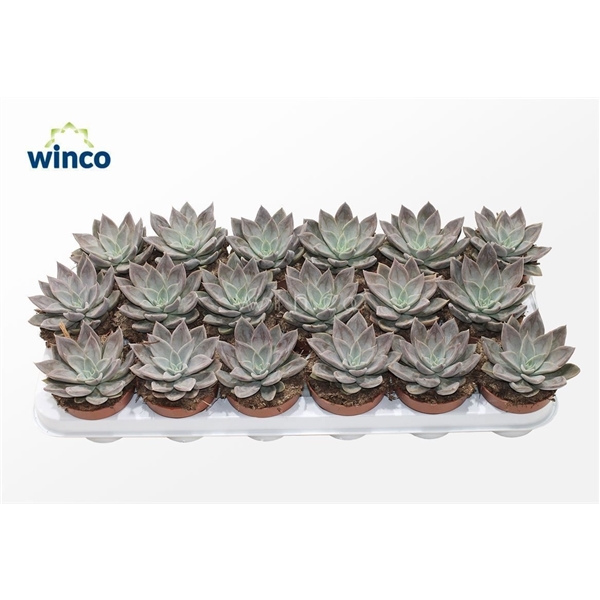 Горшечные цветы и растения оптом Echeveria Silver Queen от 18шт (для телеги) из Голландии с доставкой по России