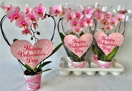 Горшечные цветы и растения оптом Phal Ov Roze 2 Branches 18+ от 4шт из Голландии с доставкой по России