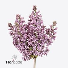 Срезанные цветы оптом Syringa dark koster от 30шт из Голландии с доставкой по России