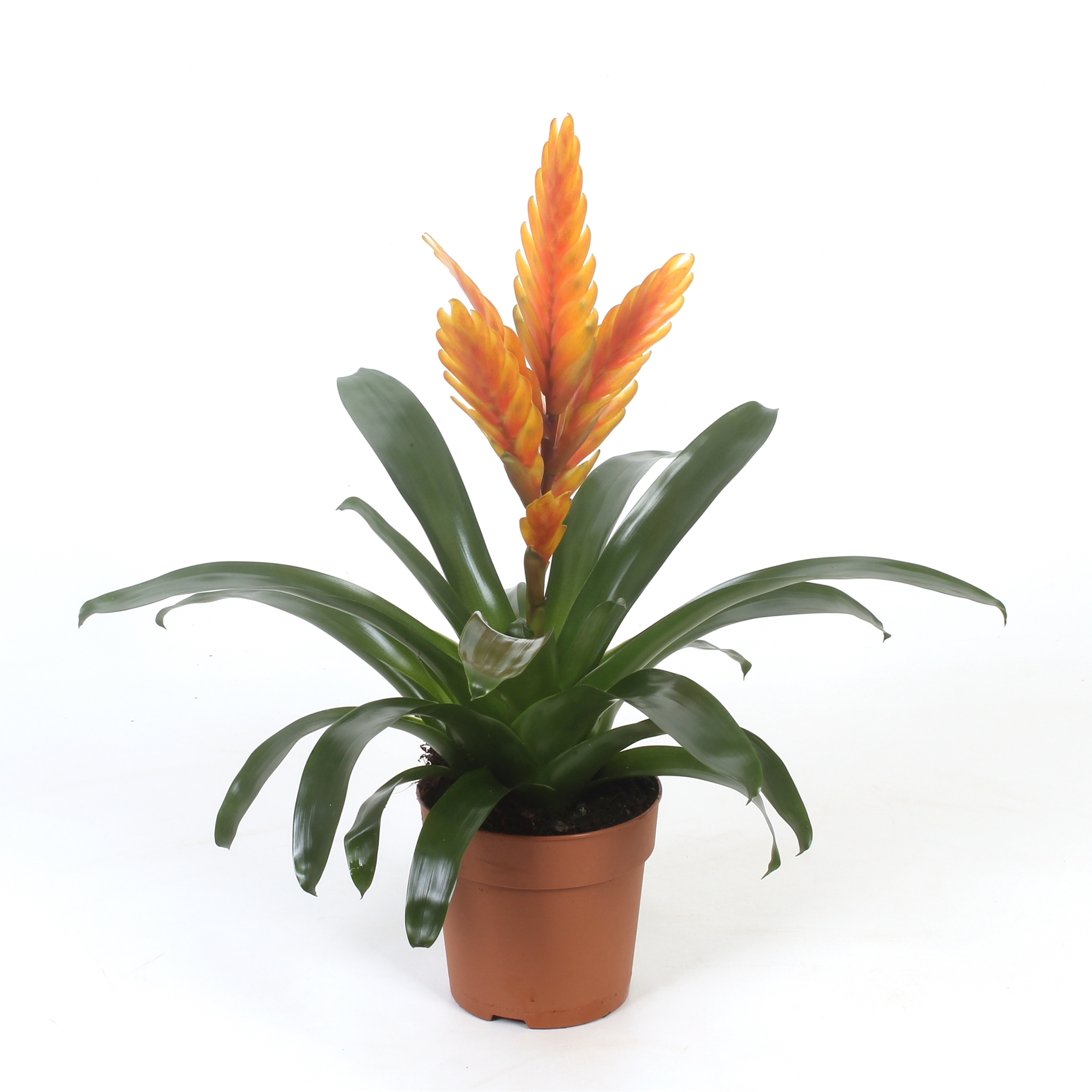 Горшечные цветы и растения оптом Vriesea Energy от 10шт из Голландии с доставкой по России