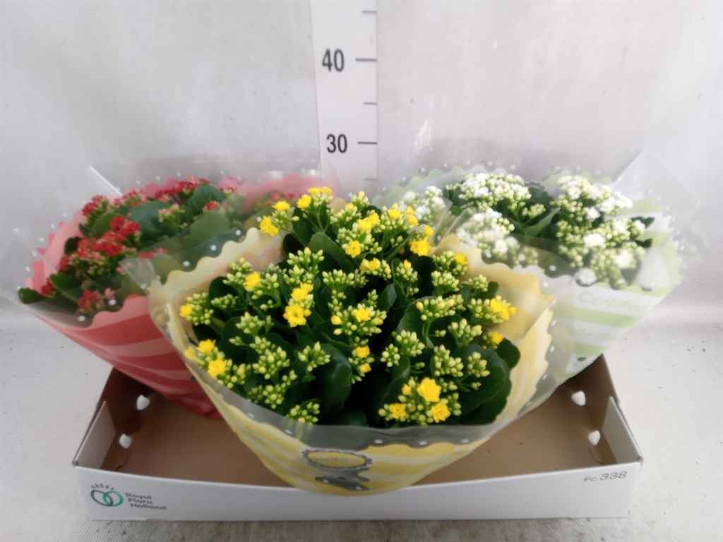 Горшечные цветы и растения оптом Kalanchoe Blos.   ..rosebud Mix  5 от 3шт из Голландии с доставкой по России