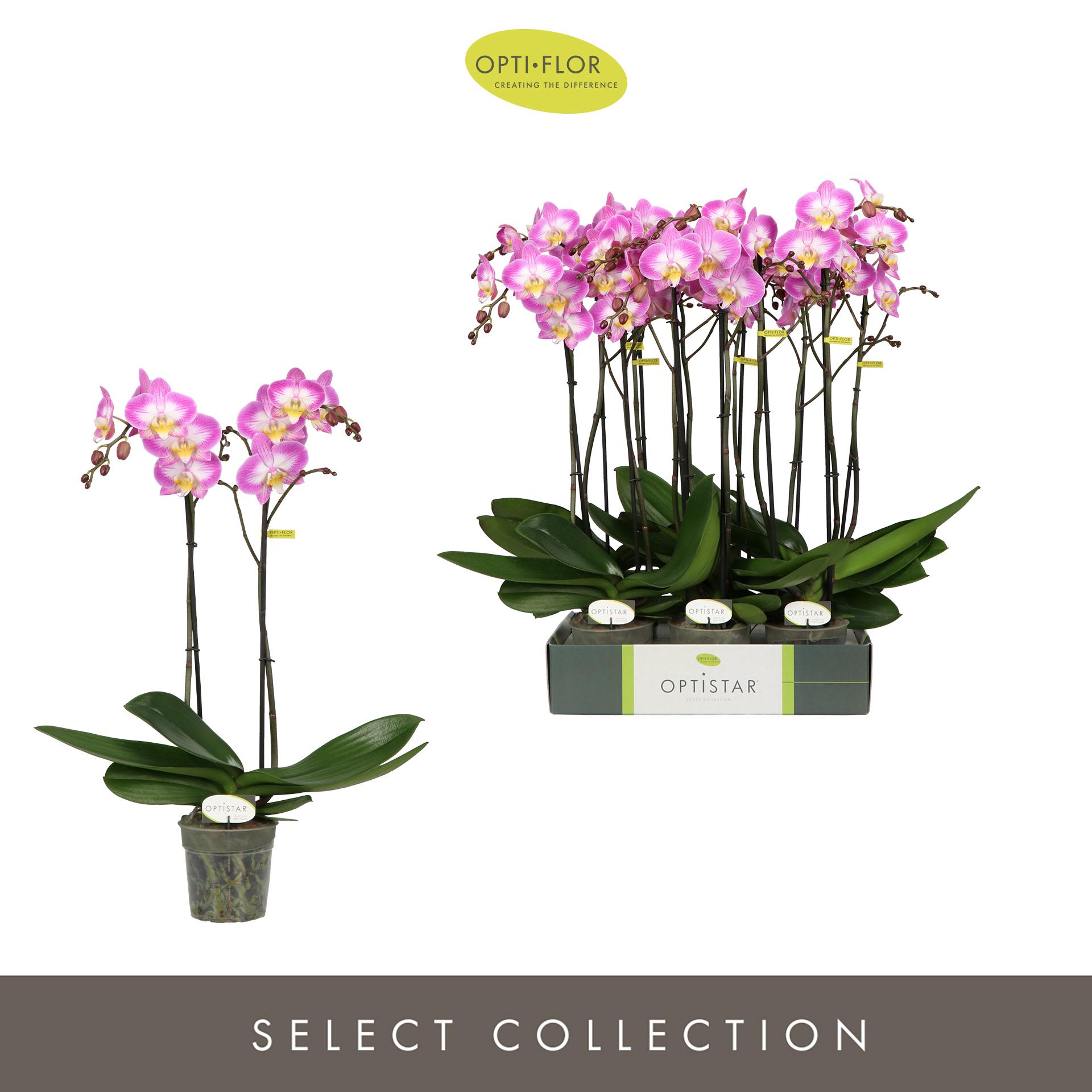 Горшечные цветы и растения оптом Phal 2st Optistar Carey 15+ ( Opti ) от 6шт из Голландии с доставкой по России