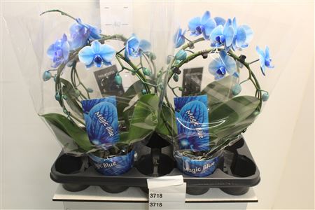 Горшечные цветы и растения оптом Phal Bow Blue Paint от 4шт из Голландии с доставкой по России