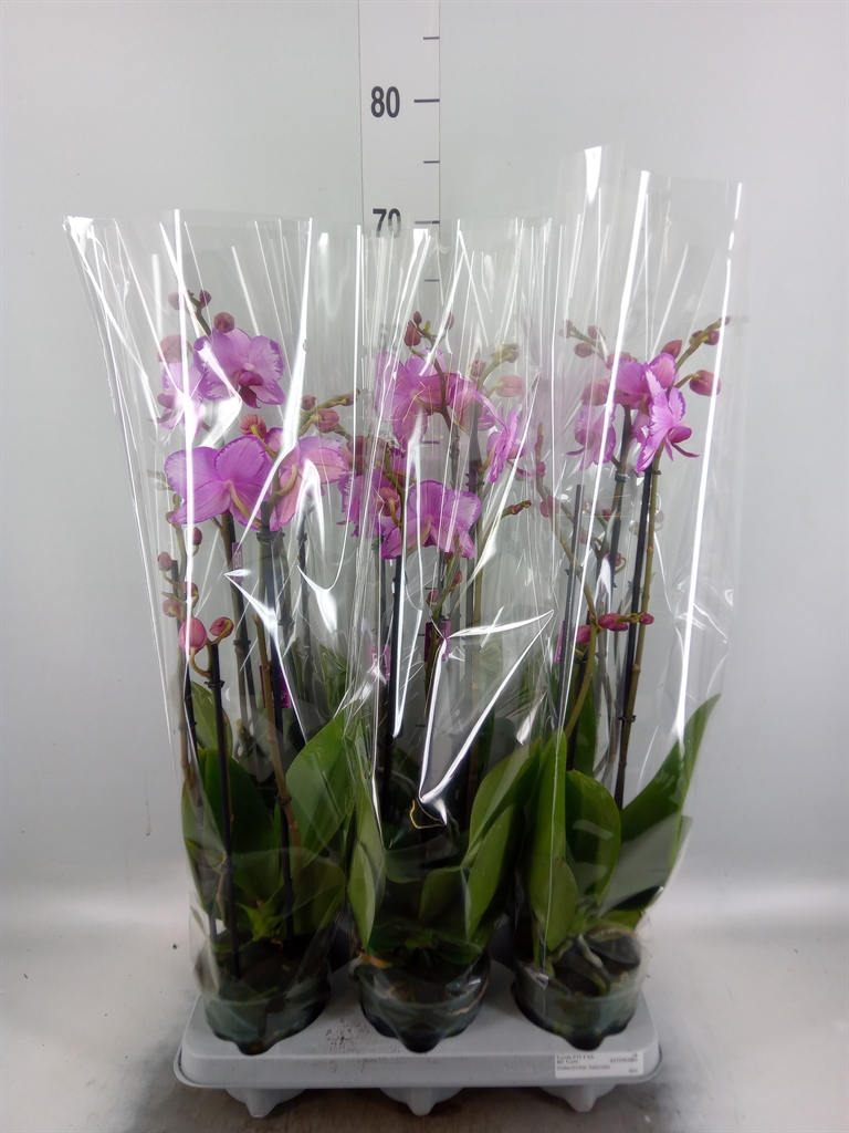 Горшечные цветы и растения оптом Phalaenopsis   ...rose от 6шт из Голландии с доставкой по России