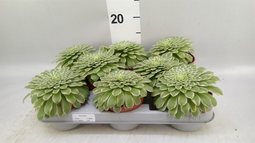 Горшечные цветы и растения оптом Aeonium Tabuliforme от 8шт из Голландии с доставкой по России