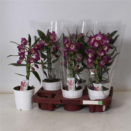 Горшечные цветы и растения оптом Dend Nobile 1-2 Branches от 6шт из Голландии с доставкой по России