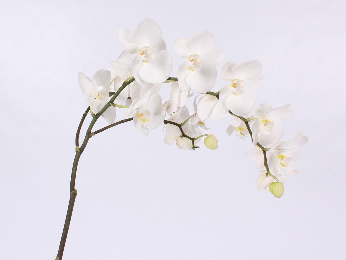 Срезанные цветы оптом Phalaenopsis paisley (per stem) от 6шт. из Голландии с доставкой по России