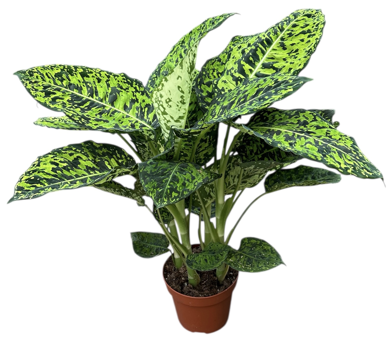Горшечные цветы и растения оптом Dieffenbachia Reflector от 1шт из Голландии с доставкой по России