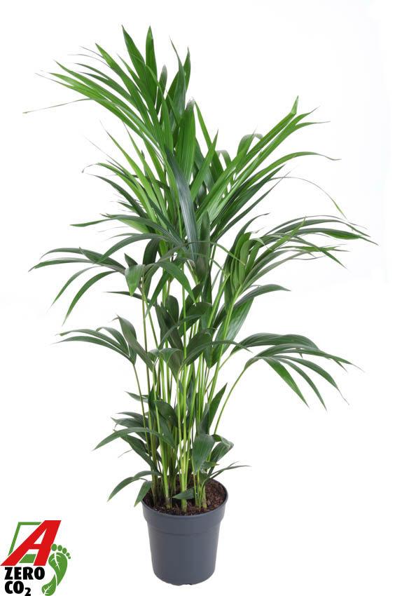 Горшечные цветы и растения оптом Howea Forsteriana(kentia) P21-120 от 1шт из Голландии с доставкой по России Горшечные цветы и растения оптом Howea Forsteriana(kentia) P21-120 от 1шт из Голландии с доставкой по России