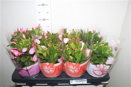 Горшечные цветы и растения оптом Schlumb Gem 3 Kl 50 Bloemen+ от 8шт из Голландии с доставкой по России