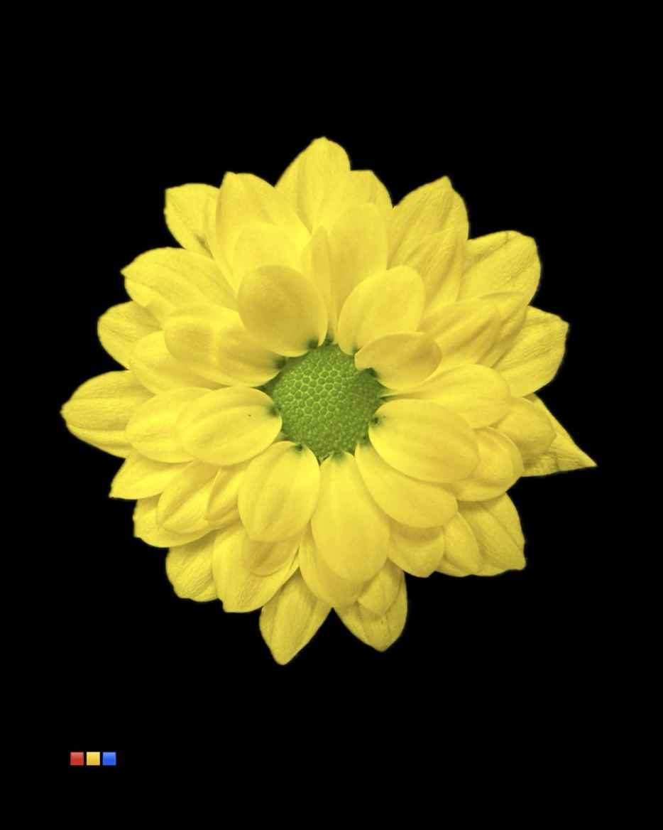 Срезанные цветы оптом Chrys sa paint bouncer yellow от 75шт из Голландии с доставкой по России