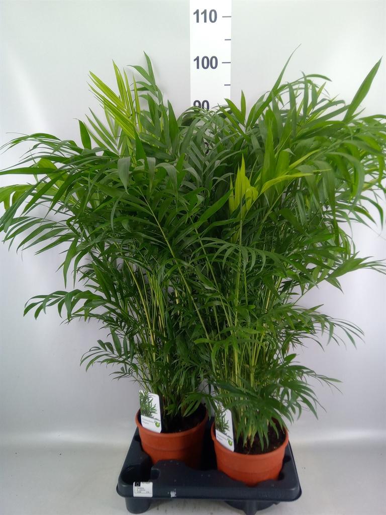 Горшечные цветы и растения оптом Chamaedorea Elegans от 2шт из Голландии с доставкой по России