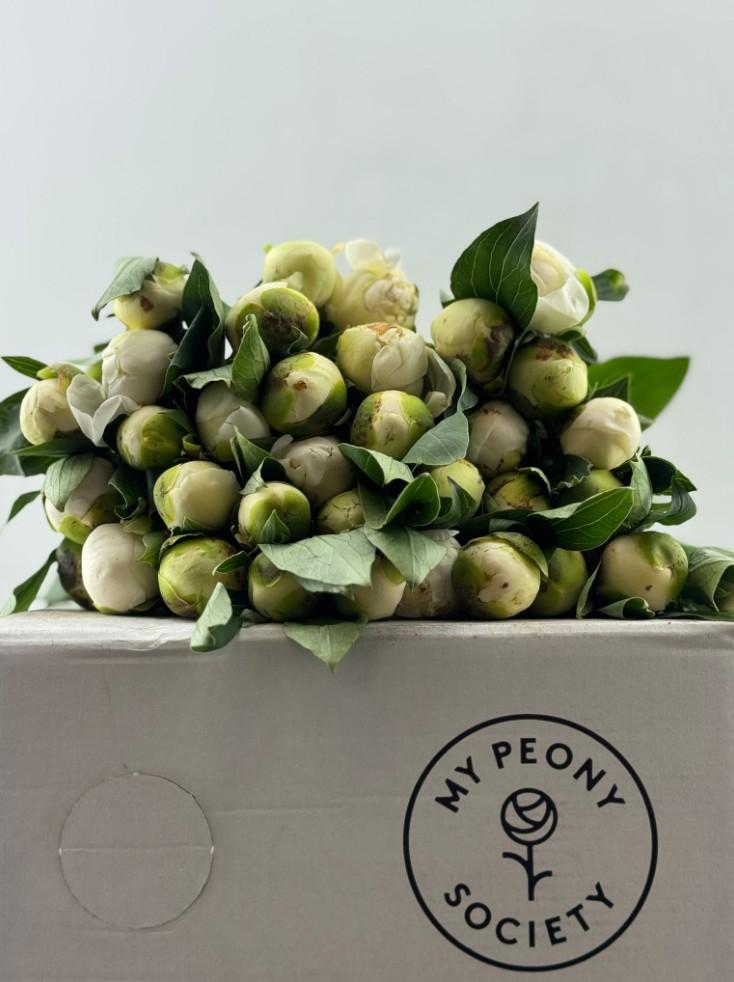 Срезанные цветы оптом Paeonia duchess de nemours от 100шт из Голландии с доставкой по России