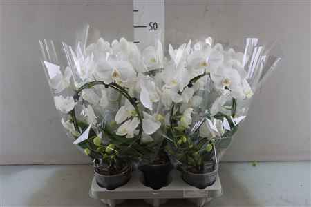 Горшечные цветы и растения оптом Phal Boog Wit 2 Tak от 5шт из Голландии с доставкой по России