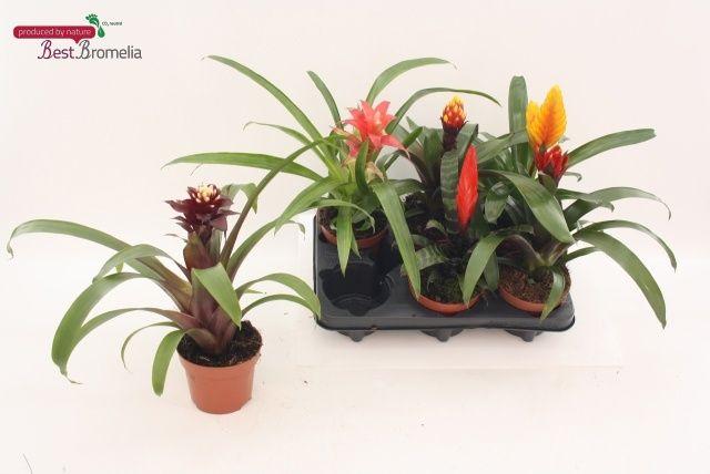 Горшечные цветы и растения оптом Bromelia Gem от 6шт из Голландии с доставкой по России