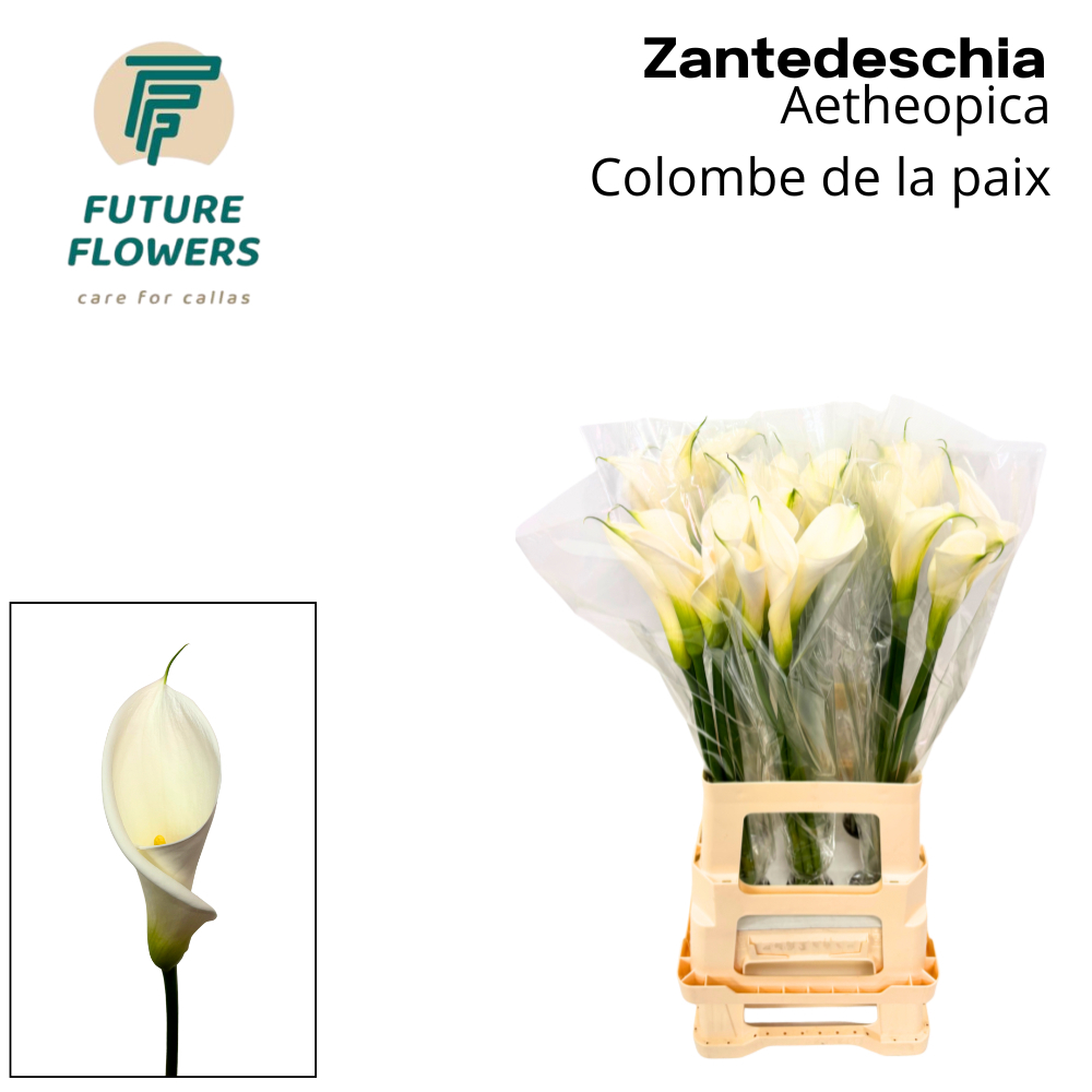 Срезанные цветы оптом Zantedeschia ae colombe de la paix от 30шт. из Голландии с доставкой по России