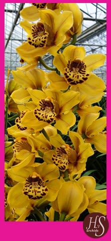 Срезанные цветы оптом Cymbidium yellow tiger от 12шт из Голландии с доставкой по России