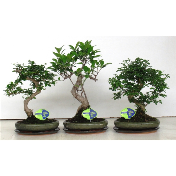 Горшечные цветы и растения оптом Bonsai Mix, Indoor, 24cm., Shape, With Drip Tray от 4шт из Голландии с доставкой по России